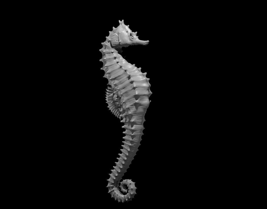 Giant Seahorse