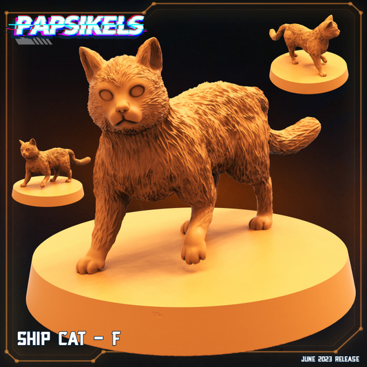 Ship Cat - F